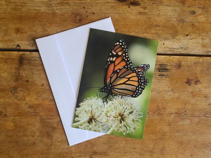 Greeting Card: Monarch butterfly